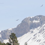 photo of eagles soaring next to snowy mountains